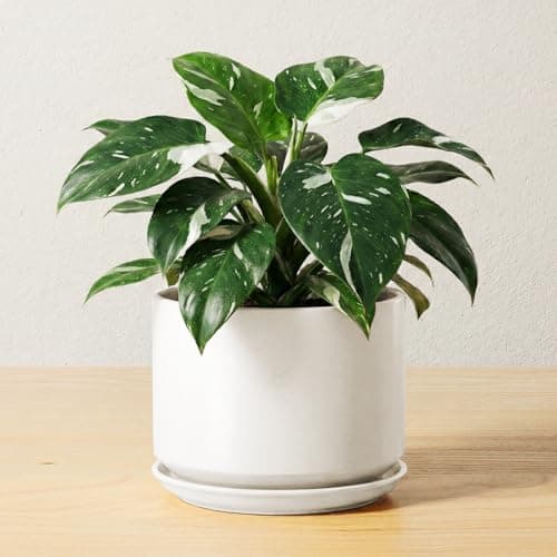Ceramic vases styled on a shelf